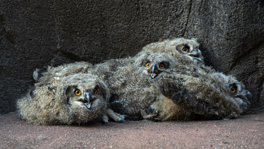 Wilde oehoes kiezen Burgers' Zoo als broedplaats