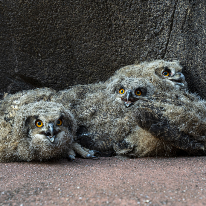 Wilde oehoes kiezen Burgers' Zoo als broedplaats