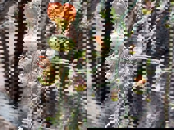 Bijzondere aanpassing aan de leefomgeving