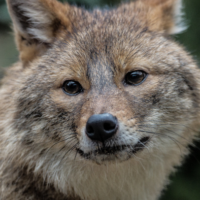 Bedreiging en bescherming