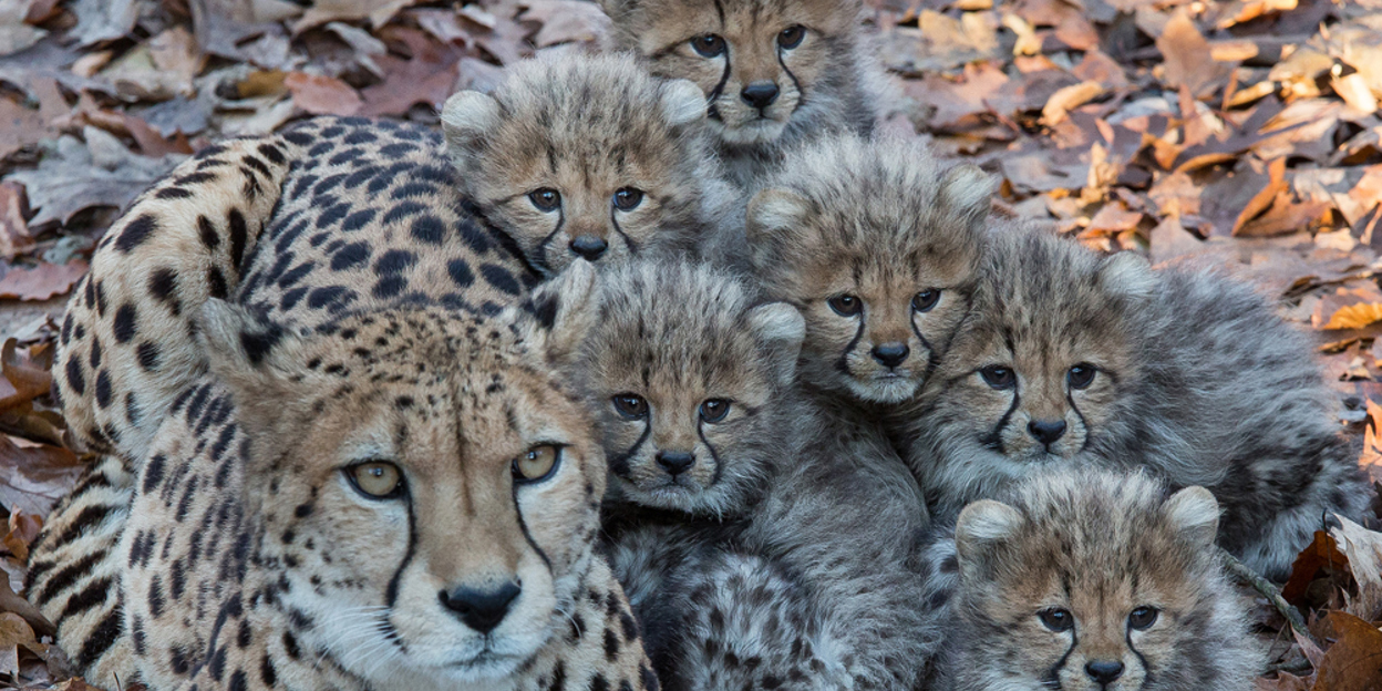 Arnhems foksucces ontketent Europese cheetaruil