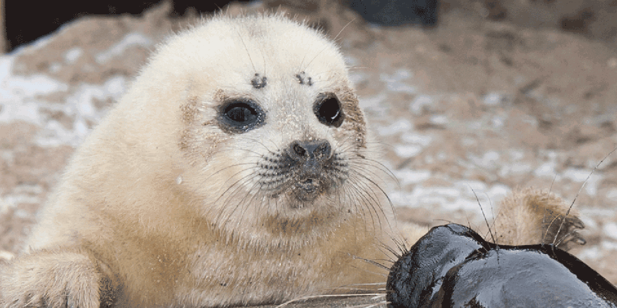 Jonge Ringelrob geboren
