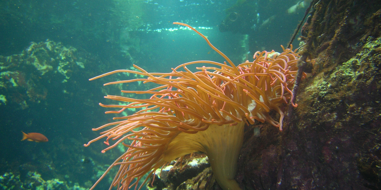 Bloemdieren