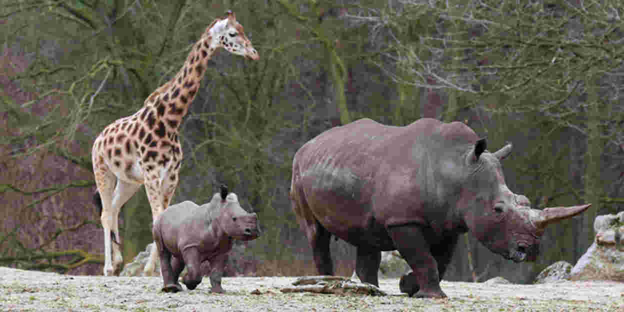 Neushoorntje ontmoet giraffen, zebra's en antilopen