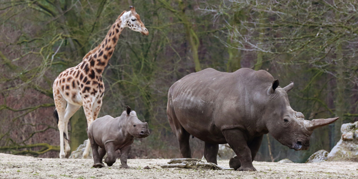 Neushoorntje ontmoet giraffen, zebra's en antilopen