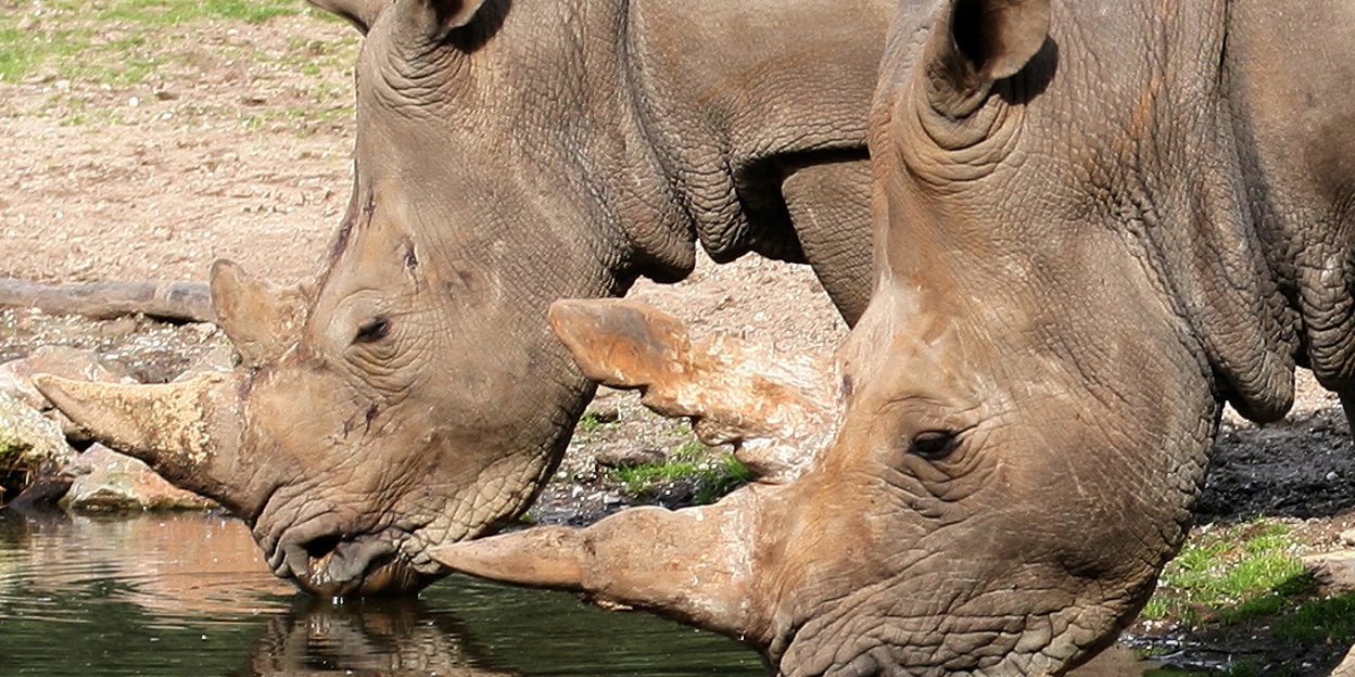 Bijzonder transport: neushoorn