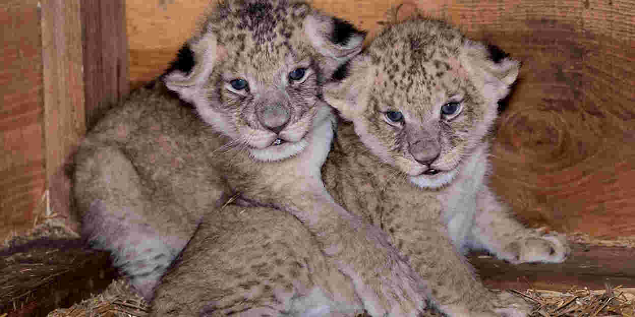 Leeuwen welpen geboren | Burgers' Zoo in Arnhem
