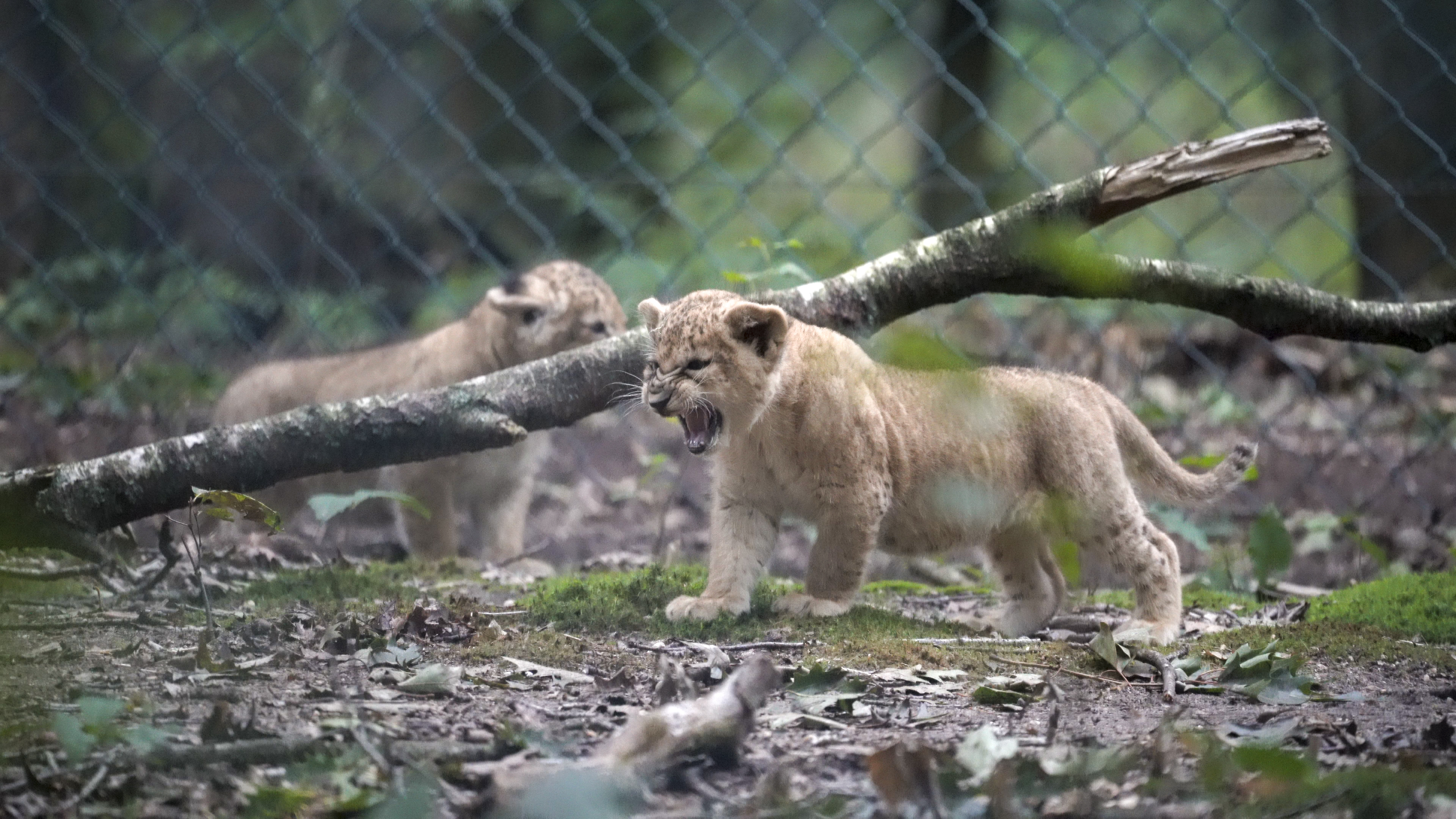 Handopfok bij leeuwen