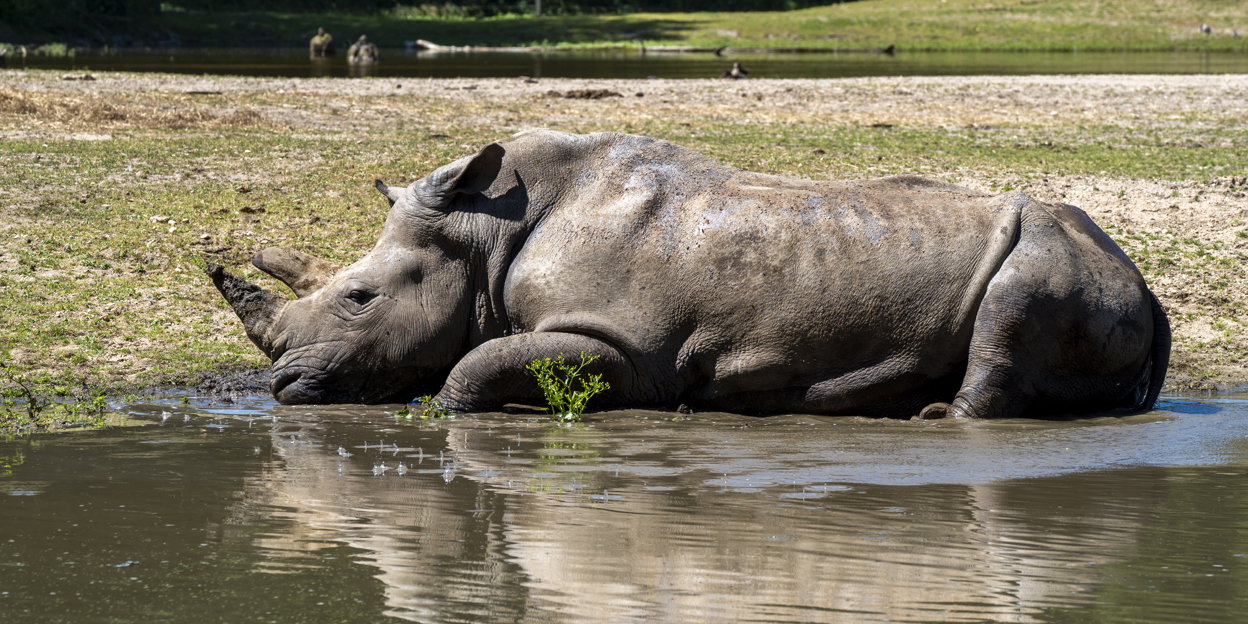 Dierentuindieren zoeken verkoeling tegen hittegolf 