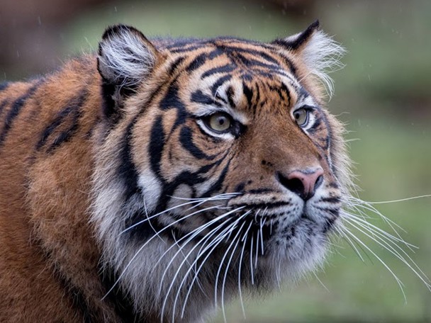 Meld u aan voor de nieuwsbrief van Burgers' Zoo