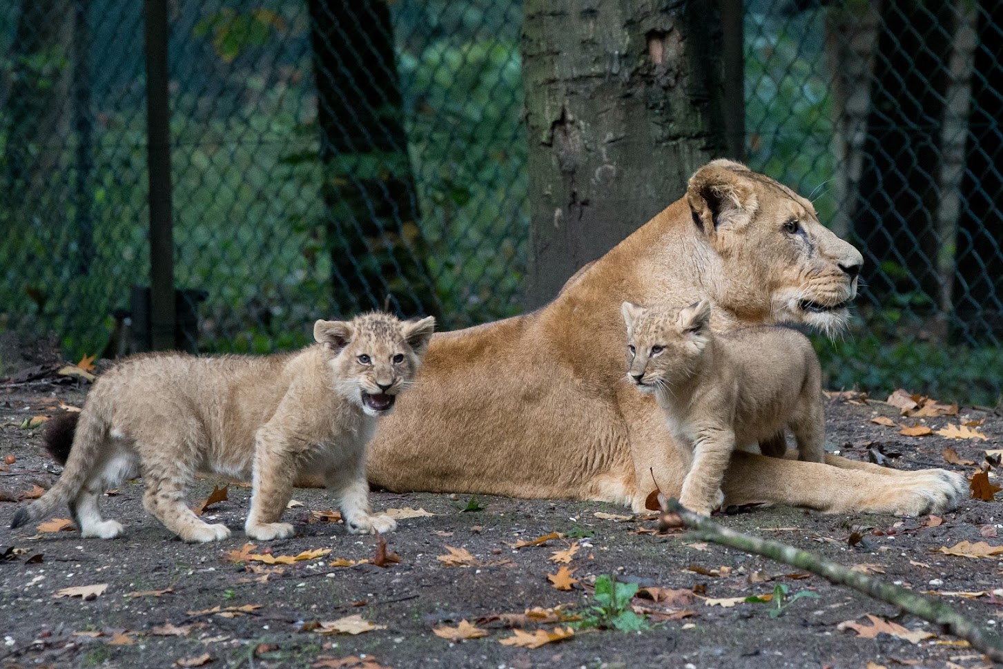 Leeuwen welpen geboren | Burgers' Zoo in Arnhem