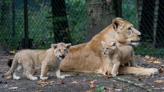 Leeuwen welpen geboren | Burgers' Zoo in Arnhem
