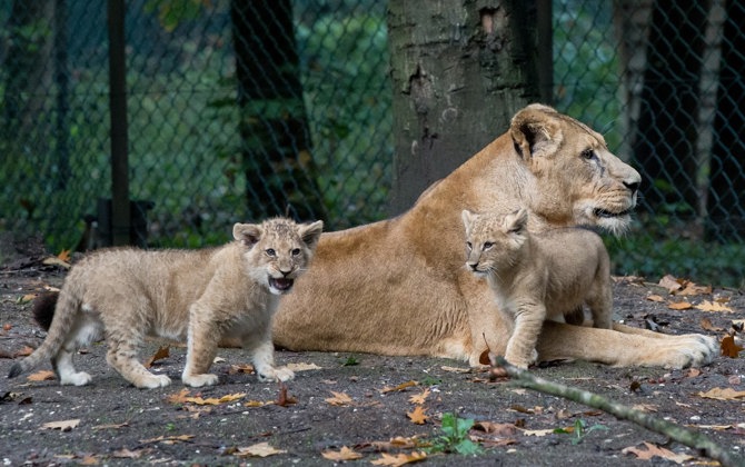 Bijzonder transport: leeuw