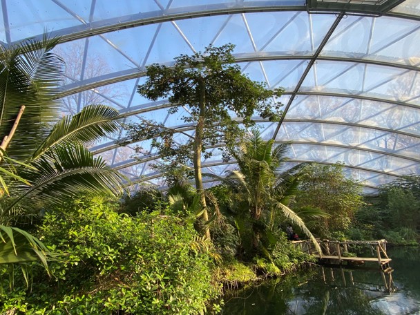 De kapokbomen in Burgers’ Mangrove en in Burgers’ Bush